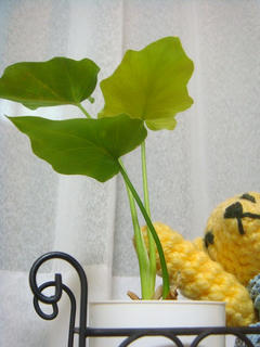 0306DSC08877.jpg
