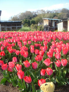 0403DSC09406.jpg