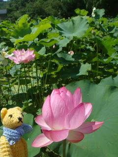 0716DSC02527.jpg