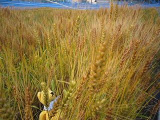 0520IMG_4962.jpg
