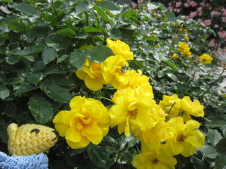 0603-5IMG_5340.jpg