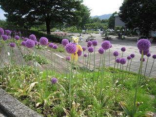 0703IMG_5326.jpg