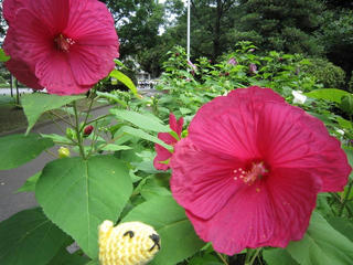 0804IMG_6017.jpg