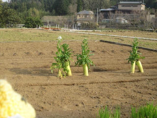 IMG_9921.jpg