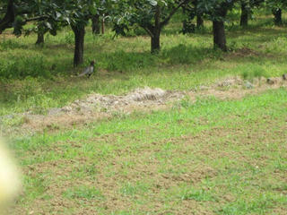 0803IMG_1138.jpg