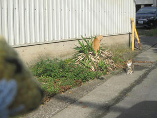 IMG_2593.jpg