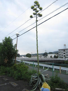 0725IMG_7151.jpg