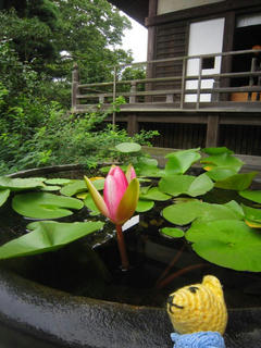 IMG_7385.jpg