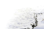 snow6.jpg