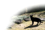 cat22.jpg