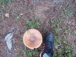 DSC00935.JPG