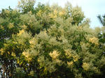 bloom.JPG