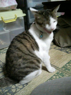 『にゃっしっし』