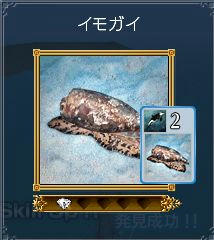 イモガイ生態5