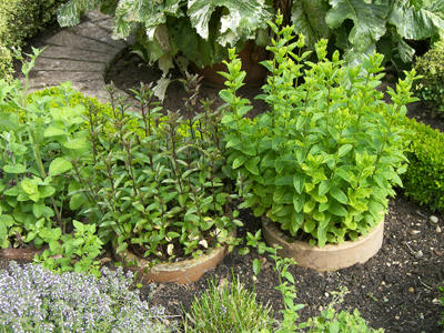 mint10.jpg