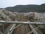 桜の中の駅