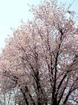 090502_sakura.jpg