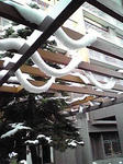 101201_0754_tree.JPG