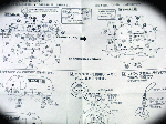 110111_elephant02.gif