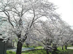 2009040709090000.jpg