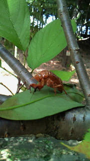 200909051136000.jpg