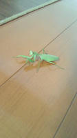 200910251258000.jpg