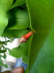 tubimi