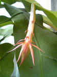 tubomi
