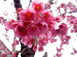 光の中、あたり一面に咲き乱れる紅色の花弁。