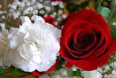 【寄りそう白と赤の薔薇】