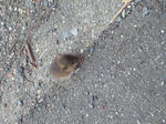 CA3A0314.jpg