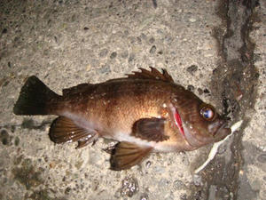 DSC01460.JPG