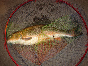 DSC01474.JPG