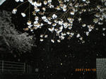 夜桜