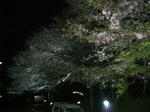 夜桜