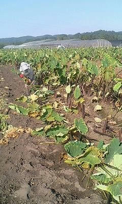 ban20061015
