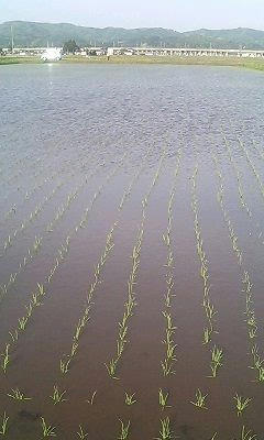 nisi20060521