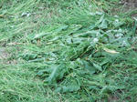 DSCF9148.jpg