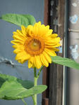 DSCF9484.jpg