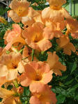 DSCF9483.jpg