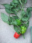 DSCF9674.jpg