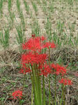 DSCF2405.jpg