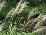 DSCF2410.jpg