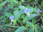 DSCF2448.jpg