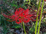 DSCF2454.jpg