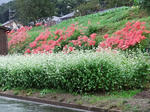 DSCF4142.jpg