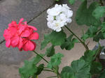 DSCF4119.jpg