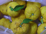 DSCF4531.jpg