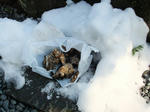 DSCF9203.jpg