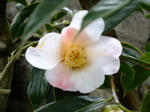 DSCF9355.jpg